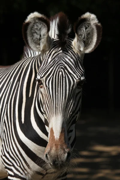 Grevy's imperial zebra — Stock Photo, Image