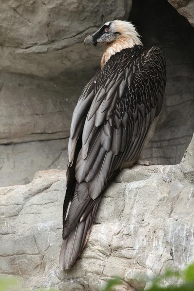 Wild Bearded vulture — Stock Photo, Image