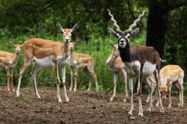 Hint blackbuck antilopes