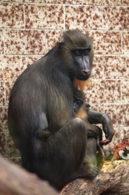 Mandrill'di (Mandrillus Sfenks)