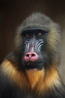 Mandrill'di (Mandrillus Sfenks)