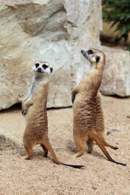 Meerkats (Suricata suricatta) clipart