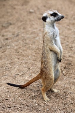 Meerkat (Suricata suricatta) clipart