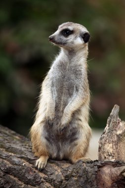 çöl faresi (suricata suricatta)