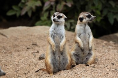 fundalıklardır (suricata suricatta)