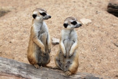 fundalıklardır (suricata suricatta)