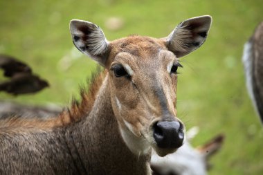 Nilgai mavi boğa