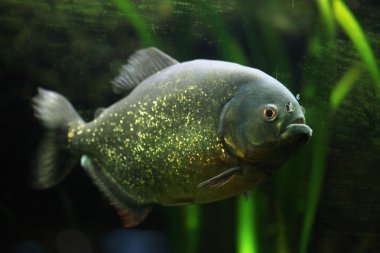 kırmızı karınlı piranha (pygocentrus nattereri)