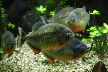 kırmızı karınlı piranha (pygocentrus nattereri)