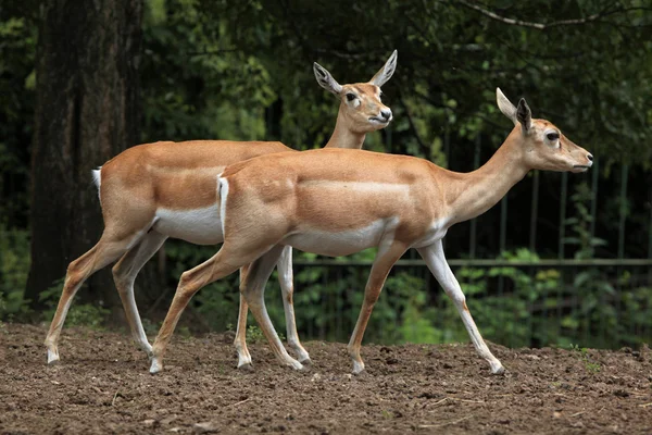 Indian blackbuck antilopes — Stock Photo, Image