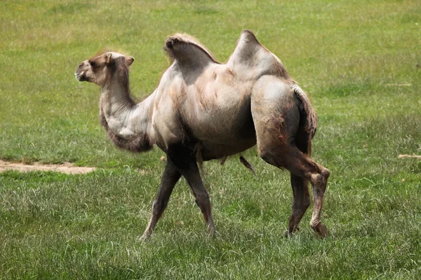 Walking Bactrian camel — Stock Photo, Image