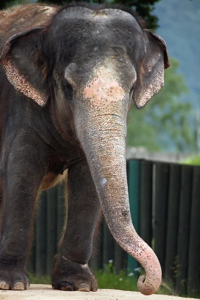 Petit éléphant indien — Photo