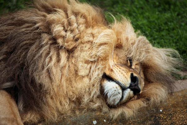 León del sudeste de África — Foto de Stock