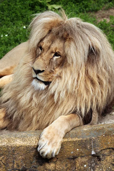 Lion sud-ouest africain — Photo