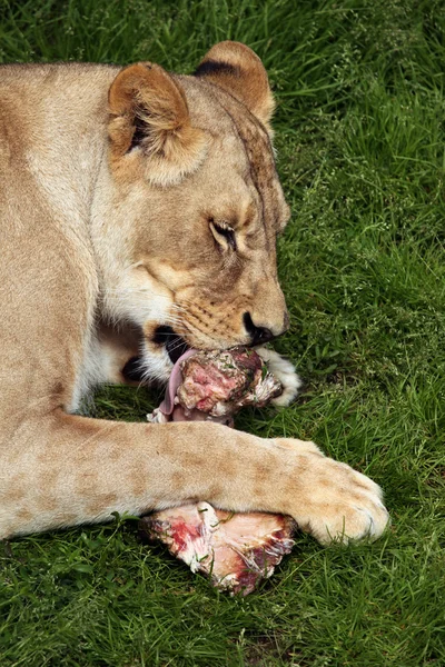 Katanga Lev (Panthera leo bleyenberghi) — Stock fotografie