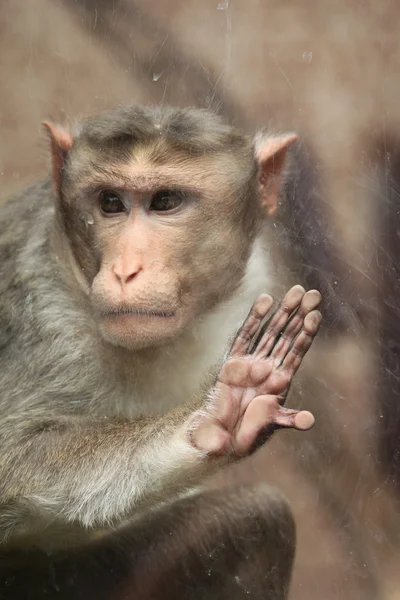 Bonnet Makaker (Macaca radiata) — Stockfoto