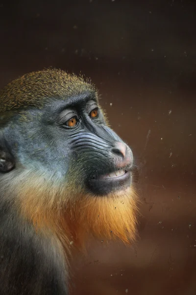 Mandrill'di (Mandrillus Sfenks) — Stok fotoğraf