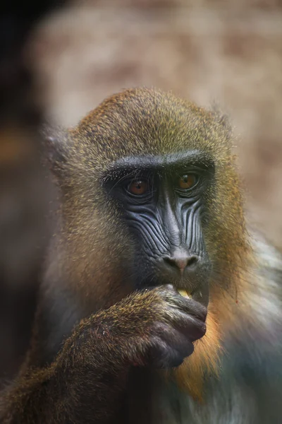 Mandril (Mandrillus sphinx ) — Fotografia de Stock