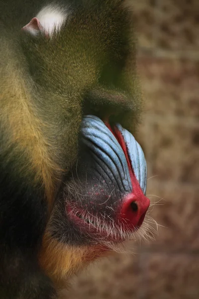 Mandrill (Mandrillus Szfinx) — Stock Fotó