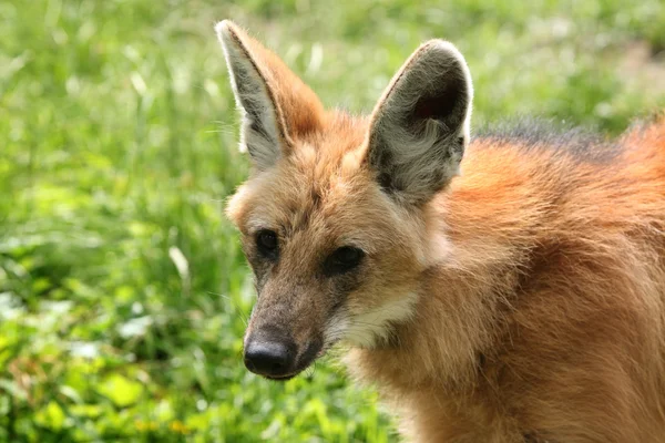 Maned wolf in green grass — Stock Photo, Image