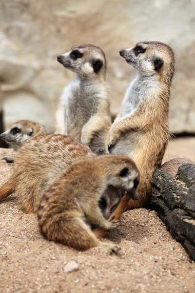 Meerkats (suricata suricatta) — Stock Fotó