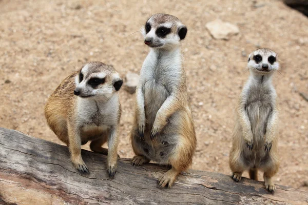 Meerkats (suricata suricatta) — Stockfoto