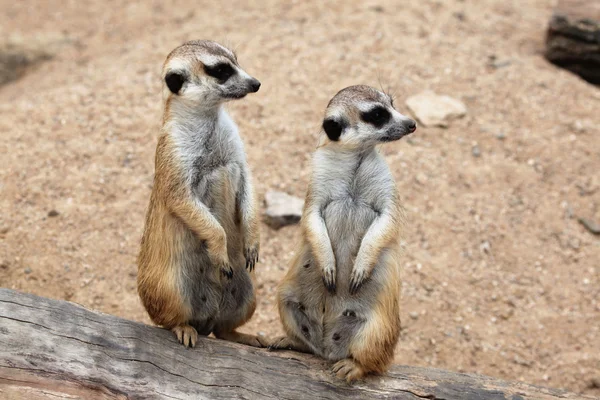 Meerkats (suricata suricatta) — 스톡 사진