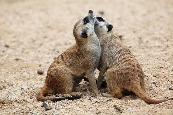 Surykatek (suricata suricatta) — Zdjęcie stockowe