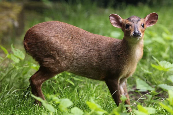 Reeves Chinese muntjac — Stock Photo, Image