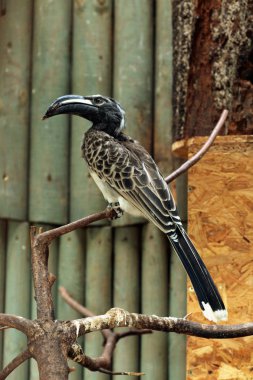 African grey hornbill clipart