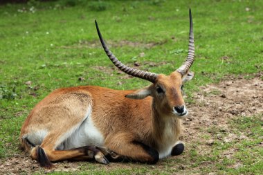 Kafue daireler lechwe