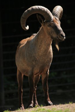 Doğu Kafkas tur