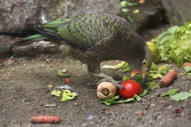 Kea (Nestor notabilis) clipart