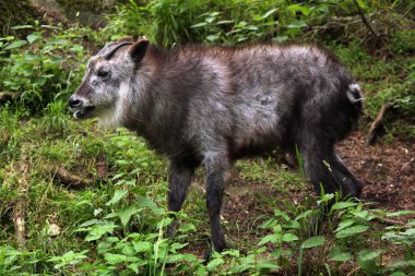 cute Japanese serow clipart