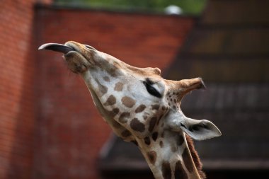 funny Rothschild giraffe clipart