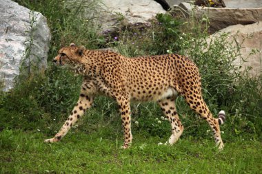 walking Acinonyx jubatus clipart