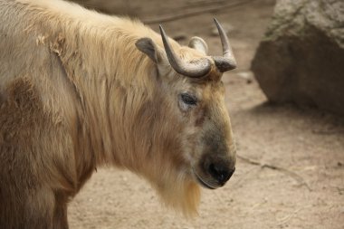 Budorcas taxicolor bedfordi