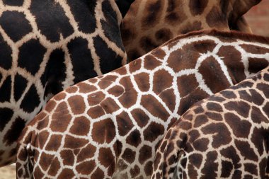 Rothschild giraffes skin texture clipart