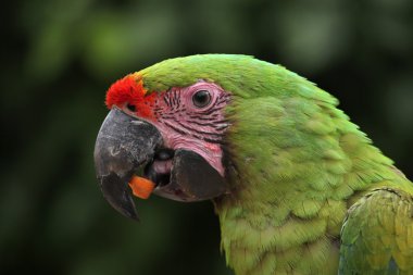 Great green macaw clipart