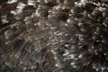 Darwin rhea tüyleri doku.