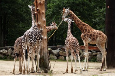 Cute Rothschild giraffes clipart