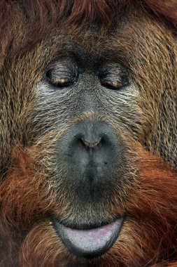 Orangutan melez çapraz