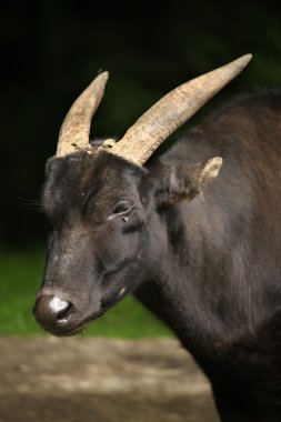 Boynuzları olan ova anoa