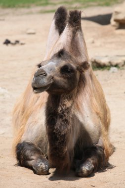 Aile içi Bactrian deve