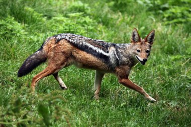 Siyah sırtlı çakal (canis mesomelas)