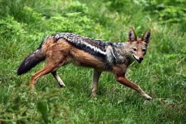 Black-backed jackal (Canis mesomelas) clipart