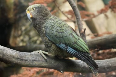 Kea (Nestor Notabilis)