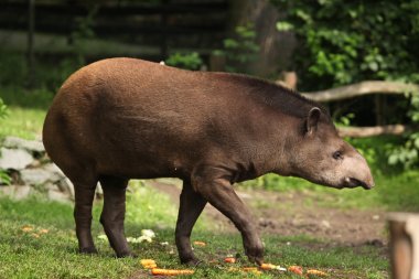 South American tapir clipart