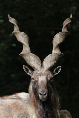 Capra falconeri heptneri