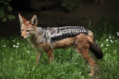 Siyah sırtlı çakal (canis mesomelas)